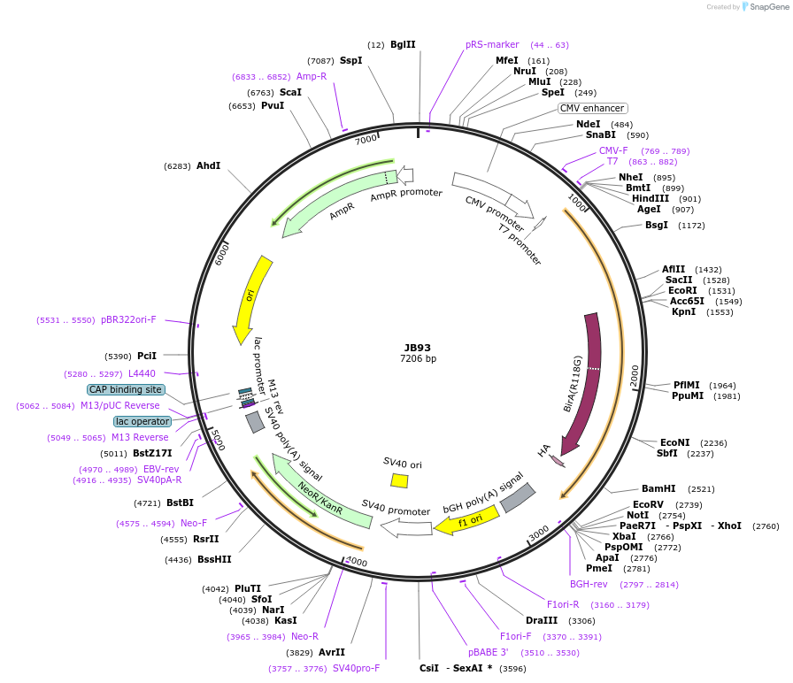 128904-plasmid-map-sequence-id-254220