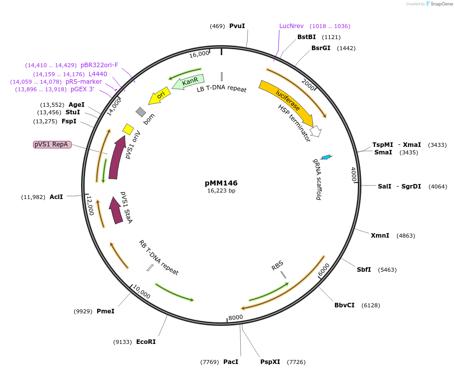 127218-plasmid-map-sequence-id-254240