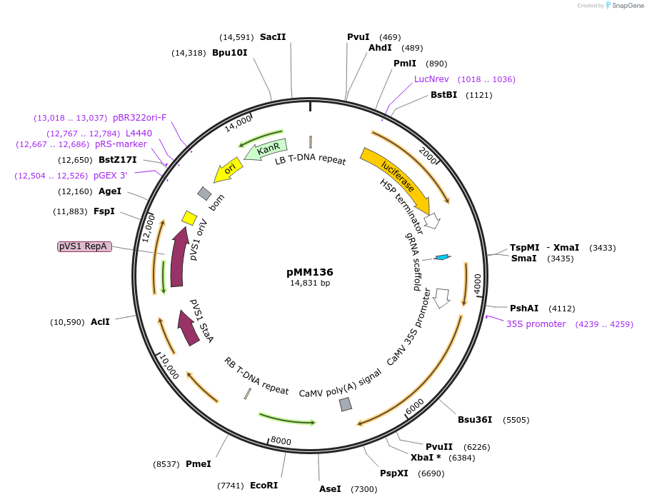 127217-plasmid-map-sequence-id-254241