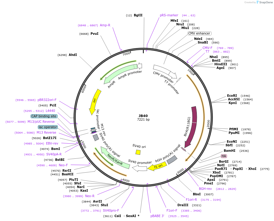 128901-plasmid-map-sequence-id-254247