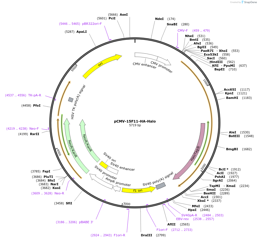 129592-plasmid-map-sequence-id-254268