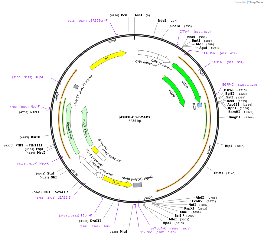 17844-plasmid-map-sequence-id-254273