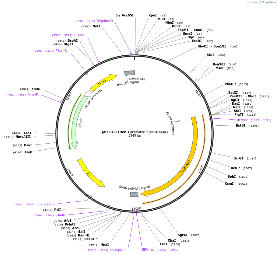 40324-plasmid-map-sequence-id-254275