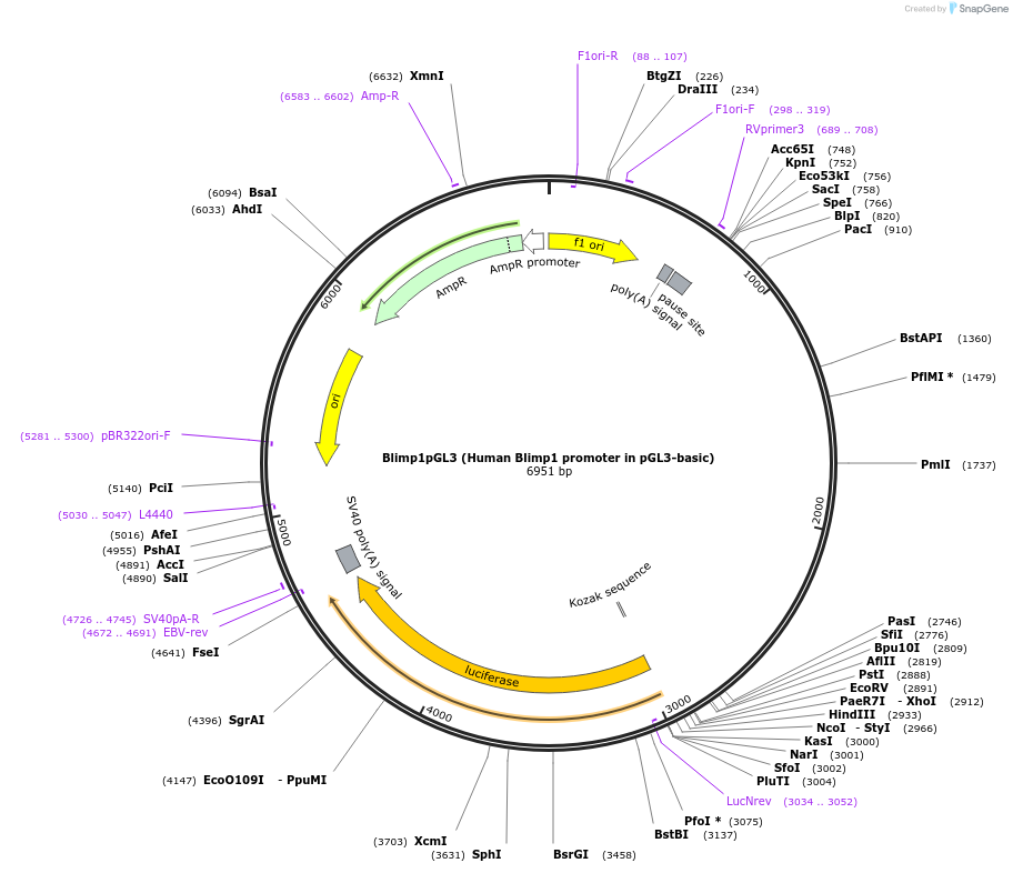 40340-plasmid-map-sequence-id-254276