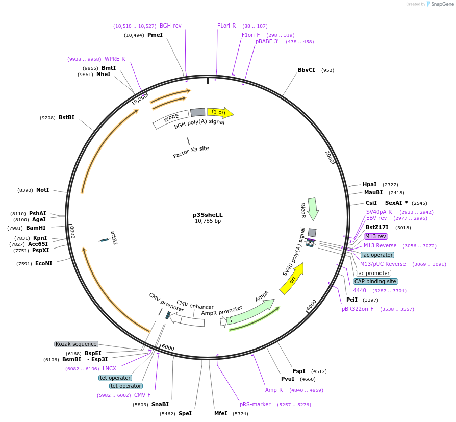 40626-plasmid-map-sequence-id-254285