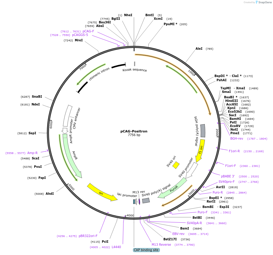 129253-plasmid-map-sequence-id-254288