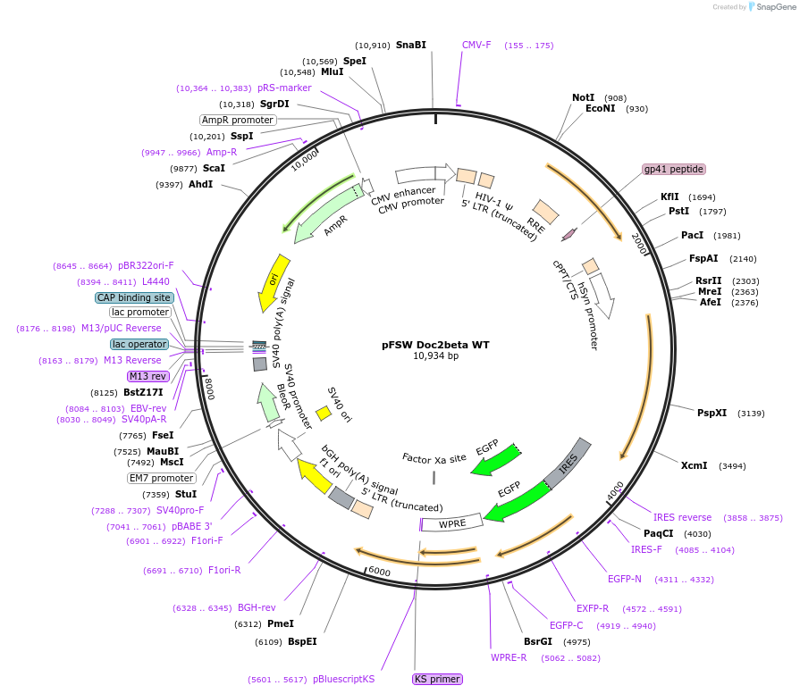 128814-plasmid-map-sequence-id-254293
