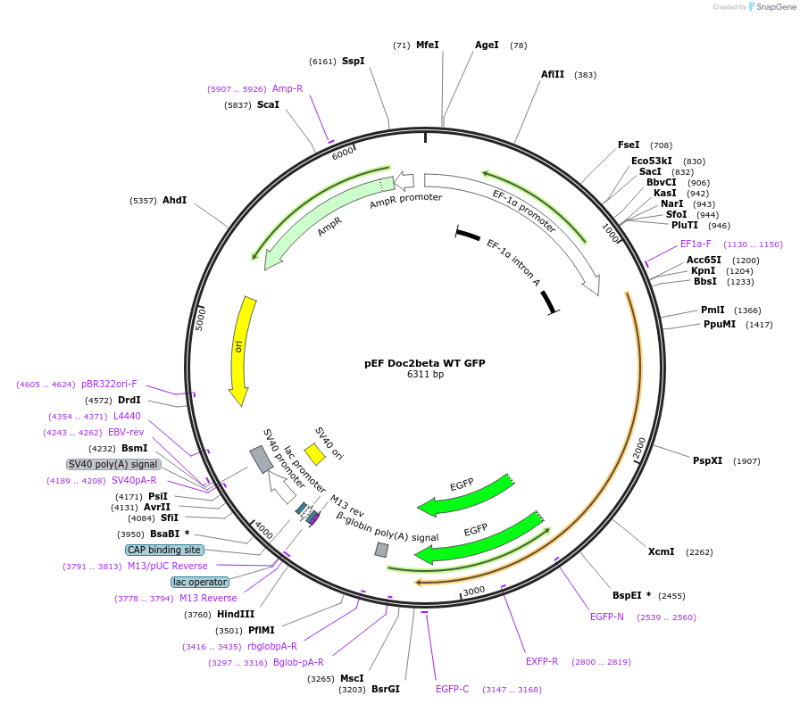 128820-plasmid-map-sequence-id-254294