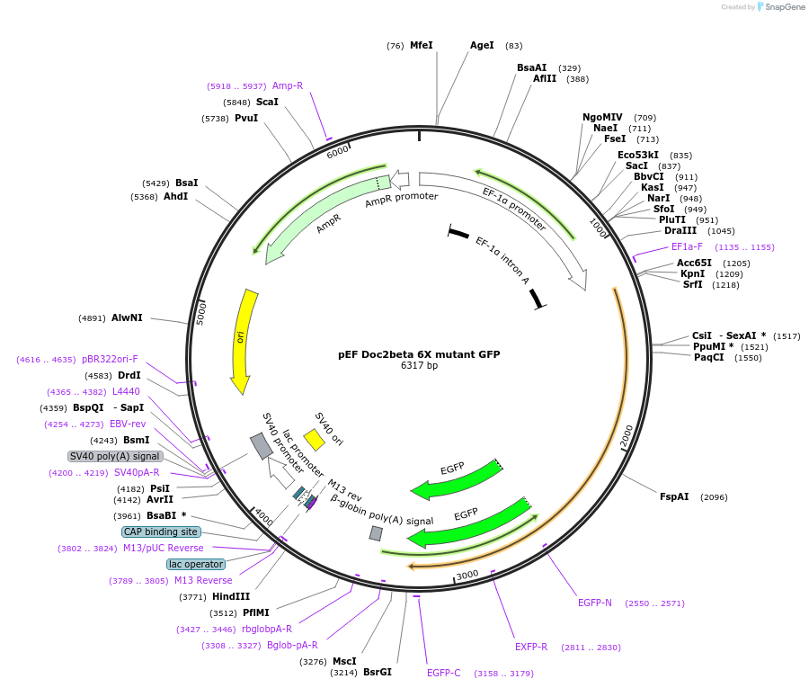 128823-plasmid-map-sequence-id-254295