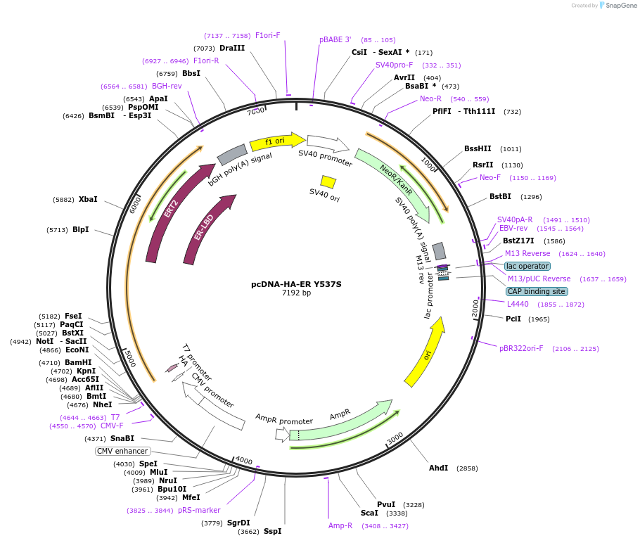 49499-plasmid-map-sequence-id-254297