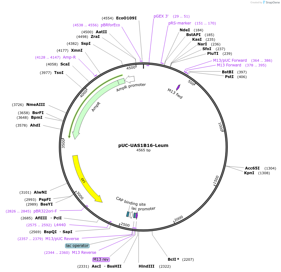 44324-plasmid-map-sequence-id-254298