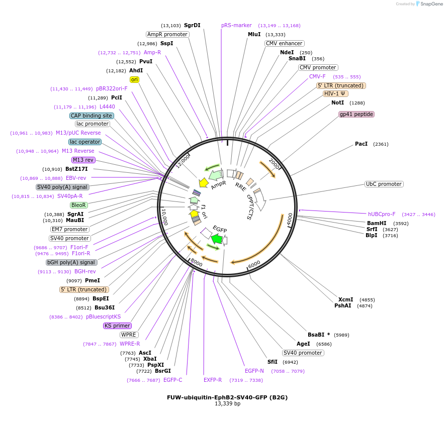 65442-plasmid-map-sequence-id-254299