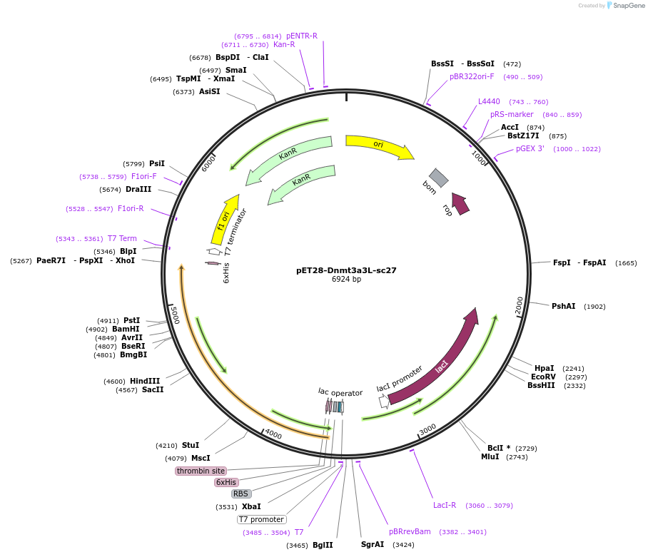 71827-plasmid-map-sequence-id-254300