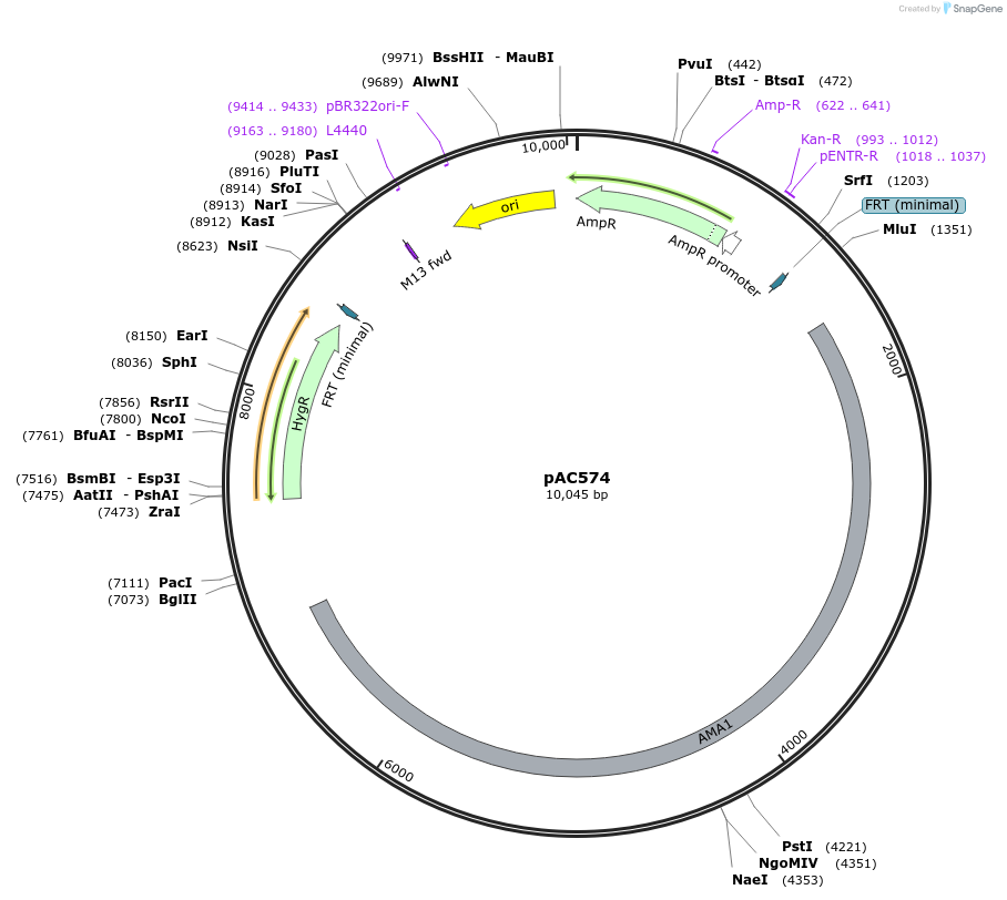 127975-plasmid-map-sequence-id-254311