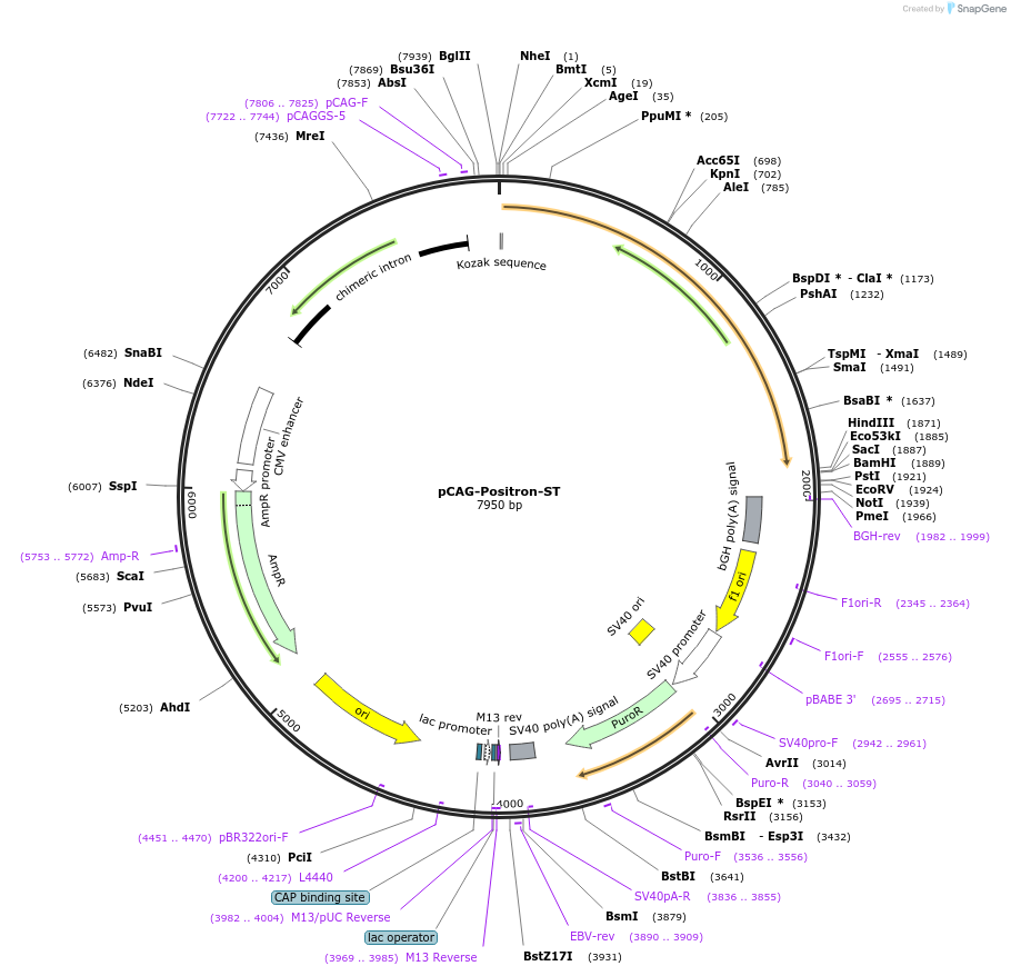 129254-plasmid-map-sequence-id-254325