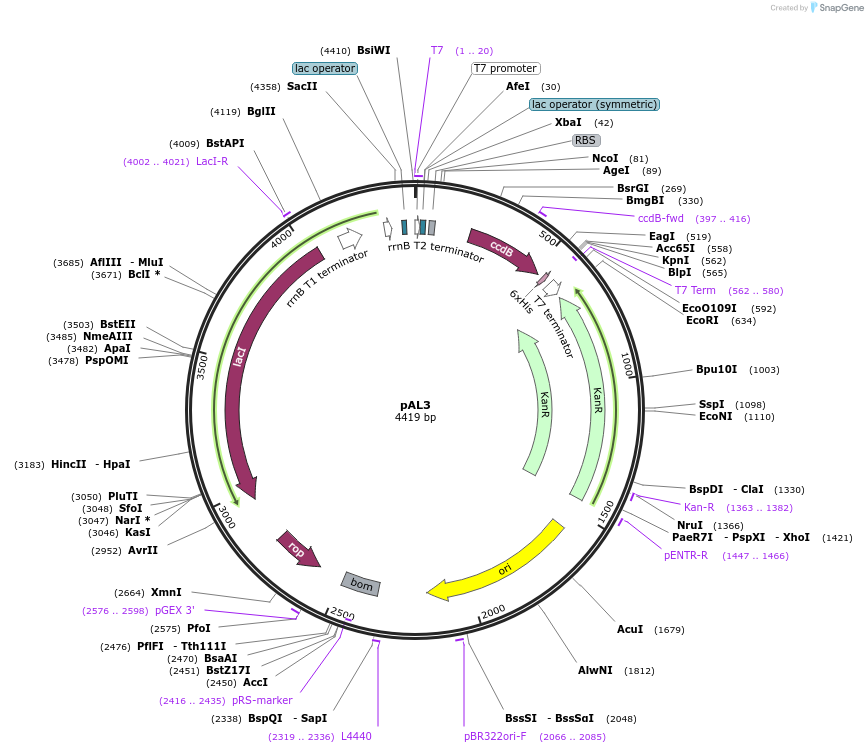114673-plasmid-map-sequence-id-254326