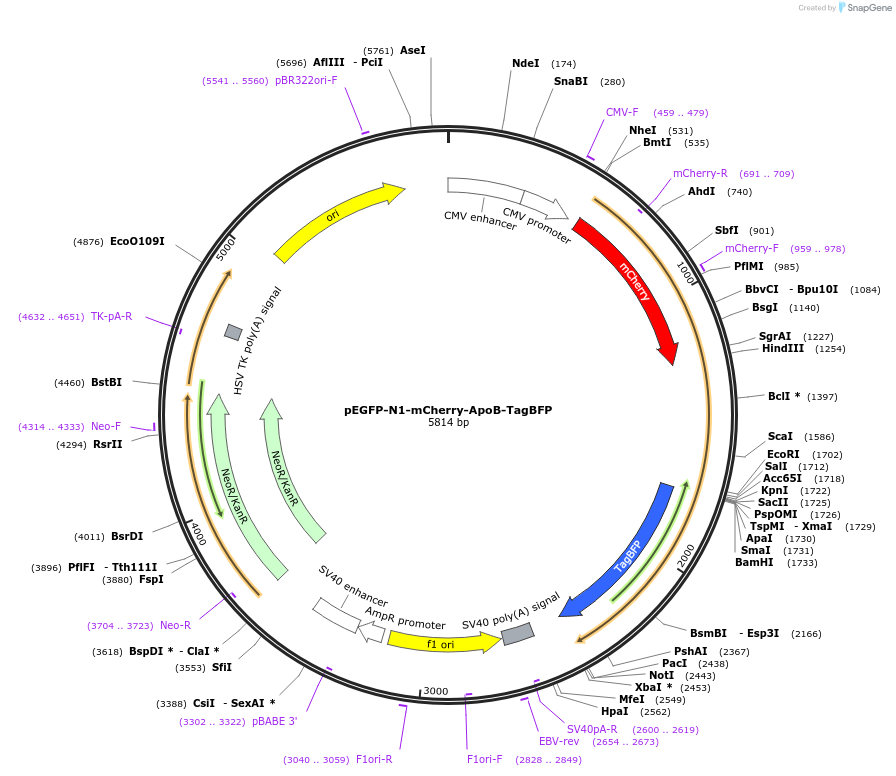 129383-plasmid-map-sequence-id-254328
