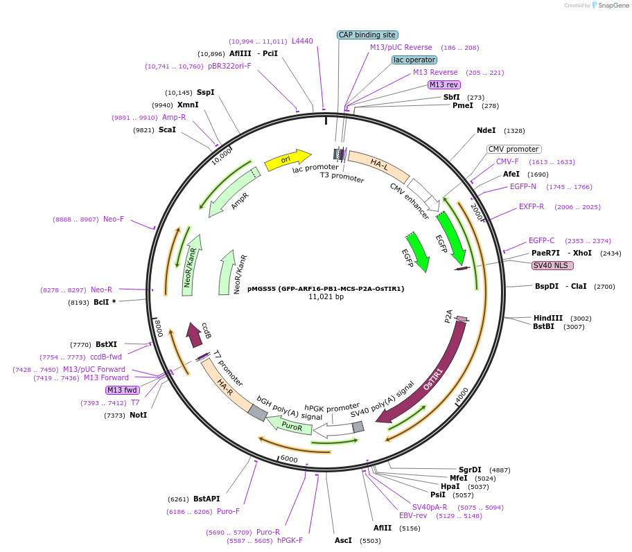 129667-plasmid-map-sequence-id-254332