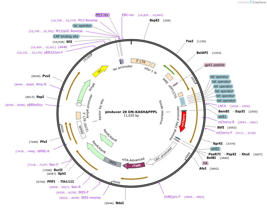 129280-plasmid-map-sequence-id-254334