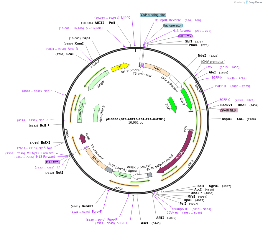 129668-plasmid-map-sequence-id-254335