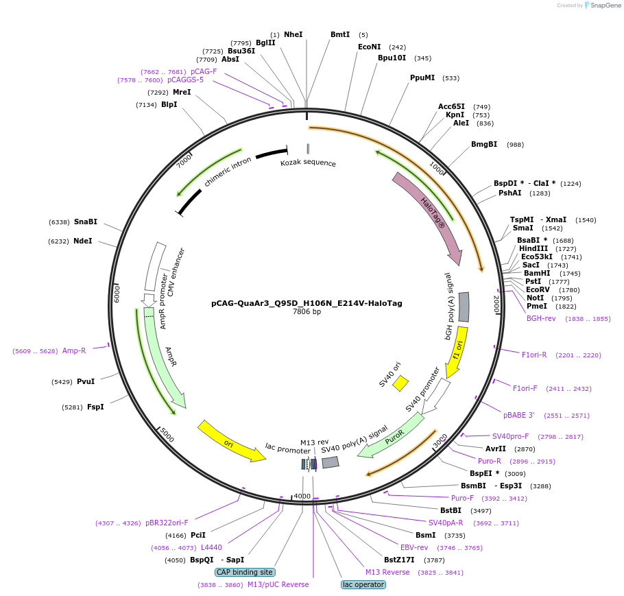 129258-plasmid-map-sequence-id-254337