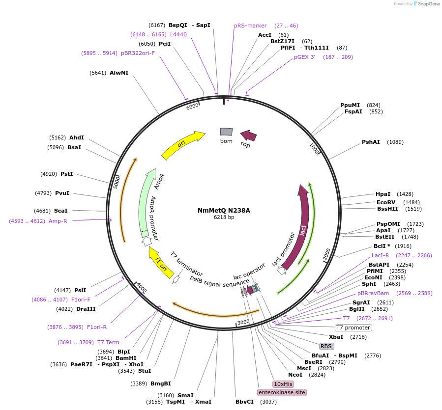 129648-plasmid-map-sequence-id-254340