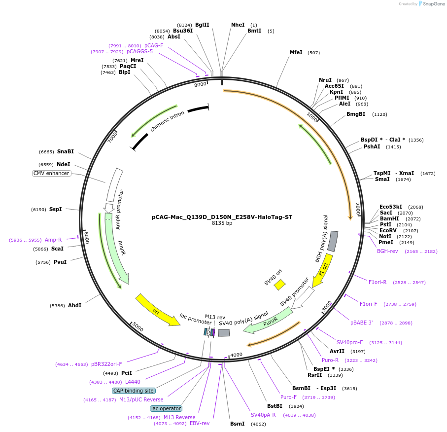 129264-plasmid-map-sequence-id-254343