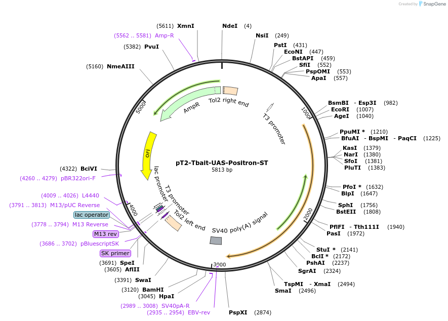 129266-plasmid-map-sequence-id-254360