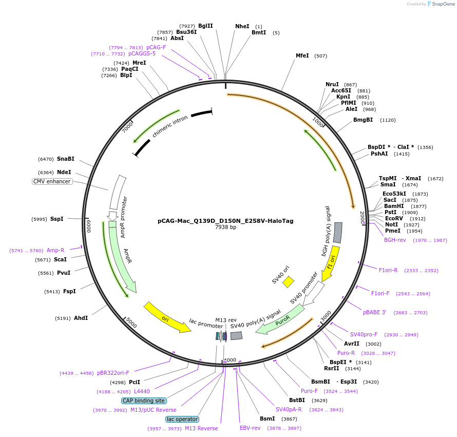 129259-plasmid-map-sequence-id-254361