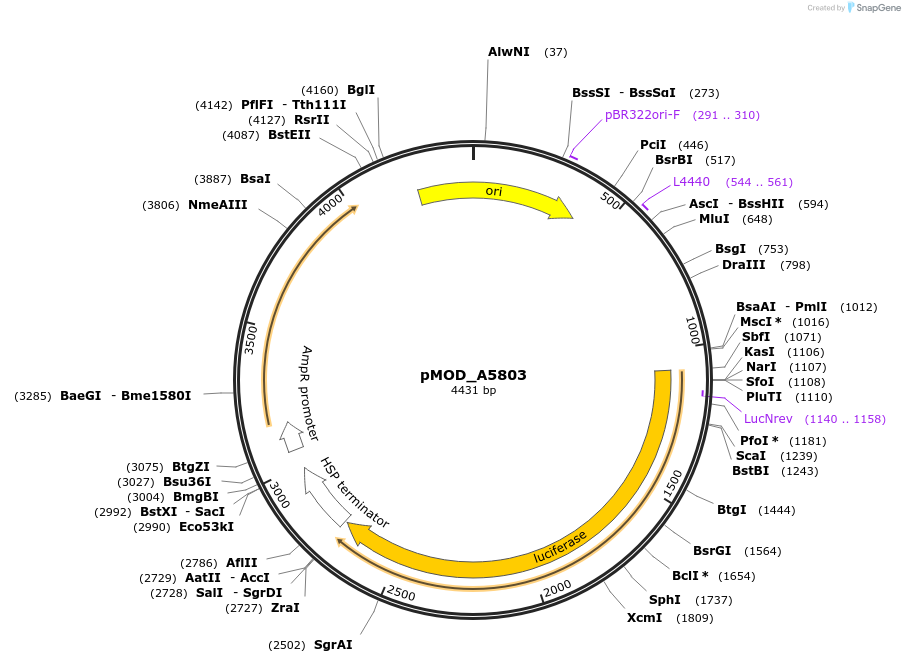 127224-plasmid-map-sequence-id-254364