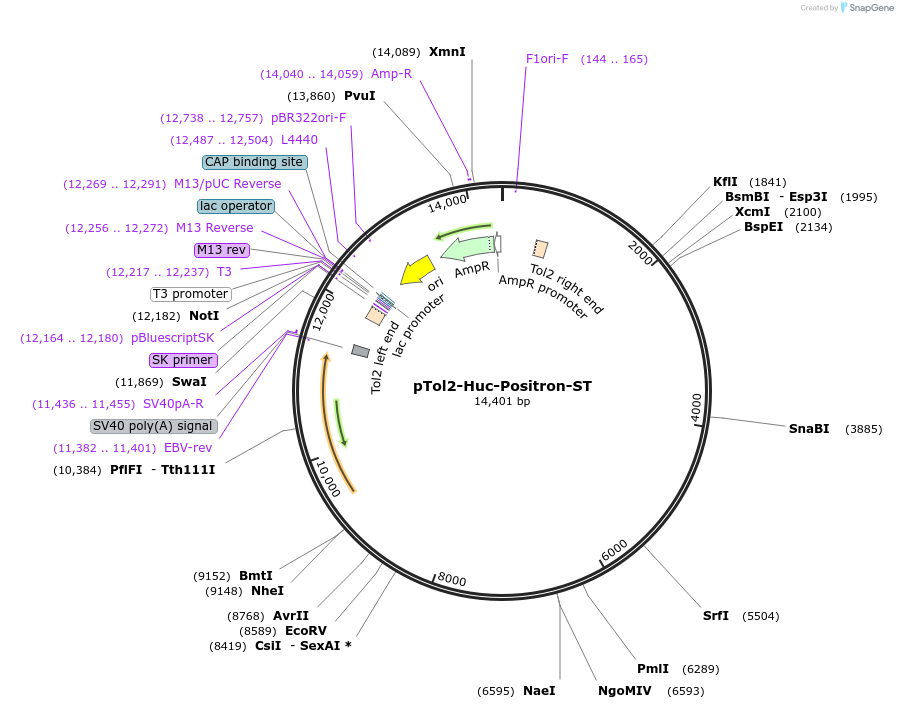 129265-plasmid-map-sequence-id-254368