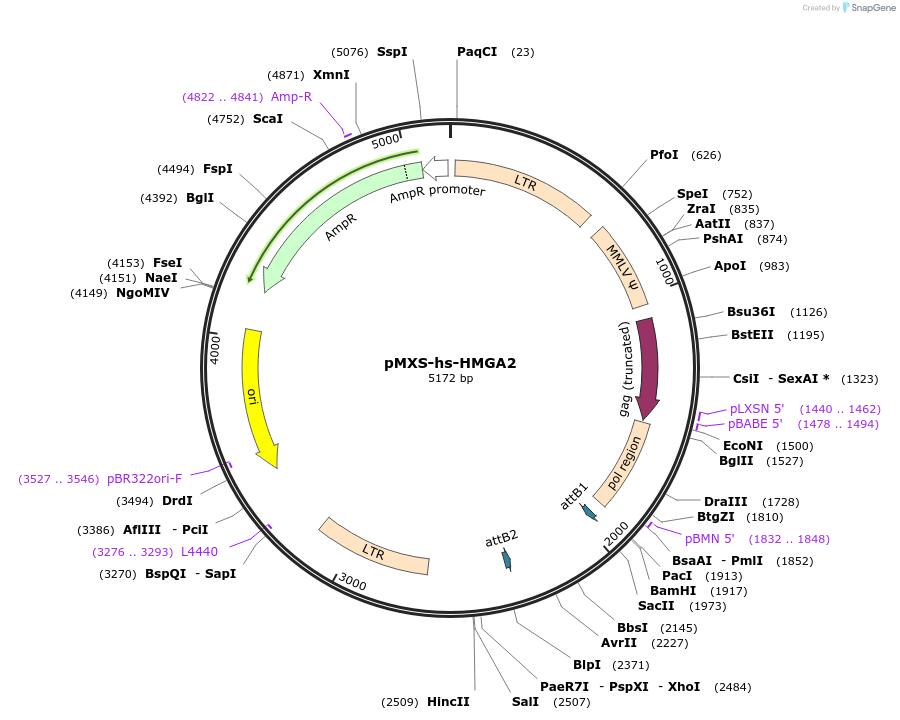 52727-plasmid-map-sequence-id-254375