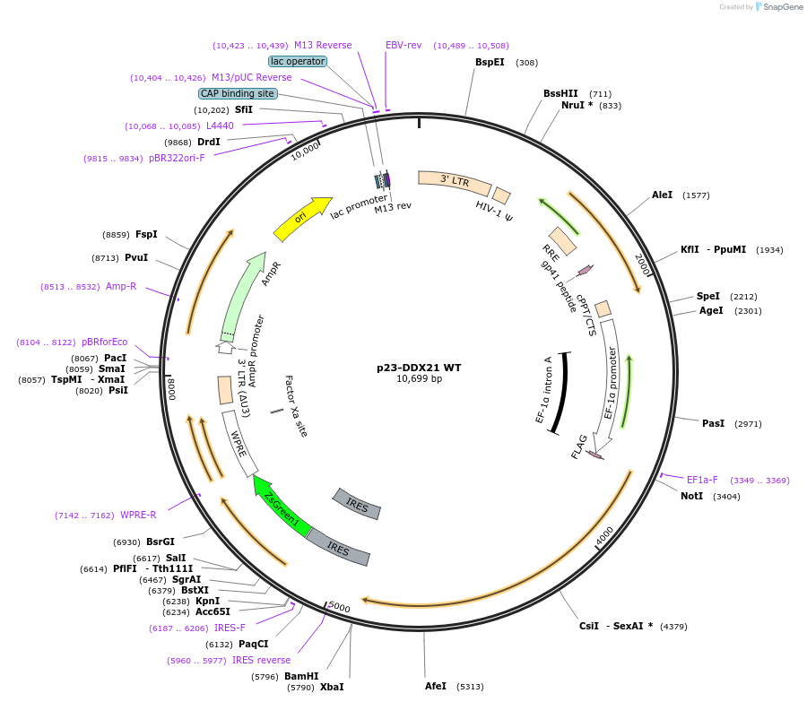 128803-plasmid-map-sequence-id-254488