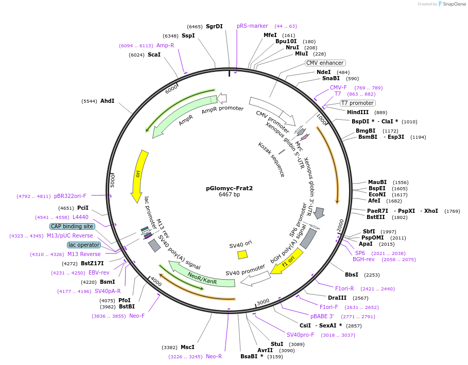 124500-plasmid-map-sequence-id-254499