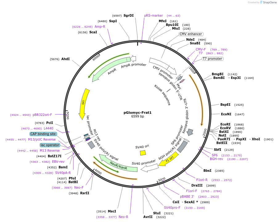 124499-plasmid-map-sequence-id-254500