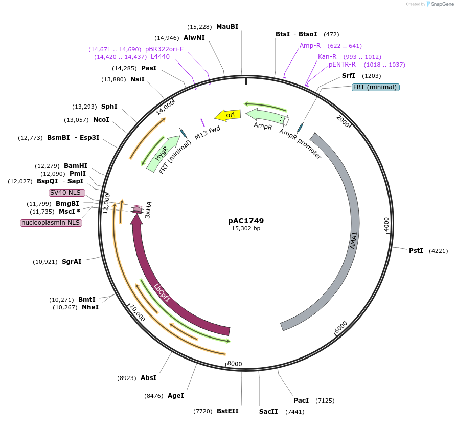 127983-plasmid-map-sequence-id-254502