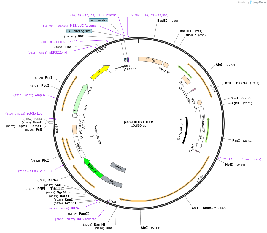128805-plasmid-map-sequence-id-254508