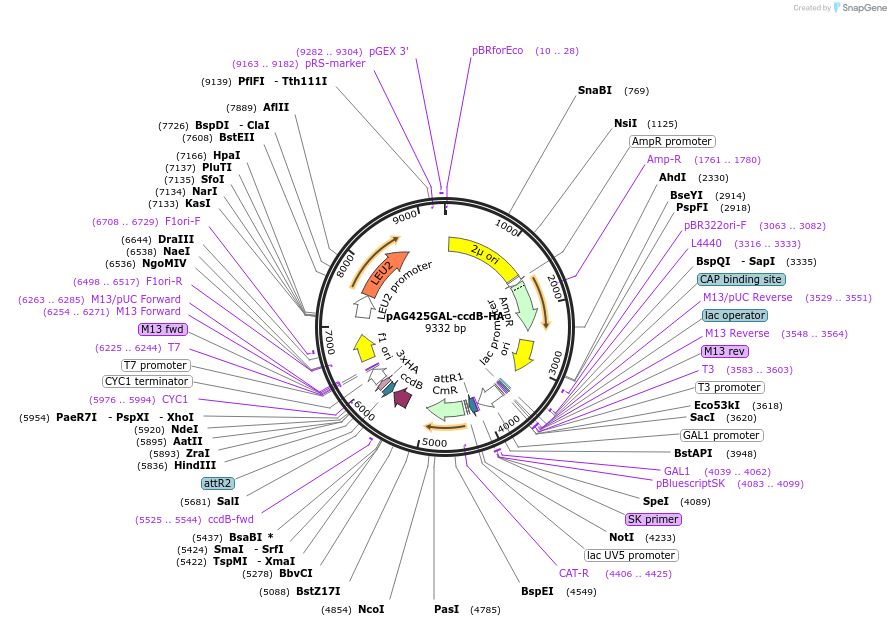 14249-plasmid-map-sequence-id-254509