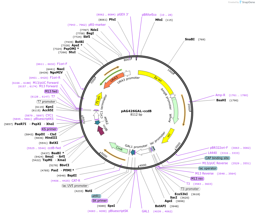 14155-plasmid-map-sequence-id-254513