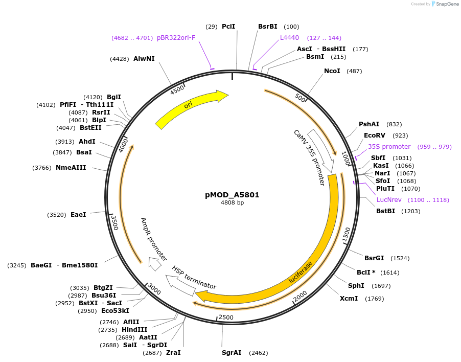 127223-plasmid-map-sequence-id-254514
