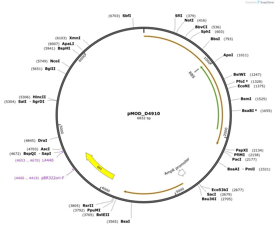 127220-plasmid-map-sequence-id-254522