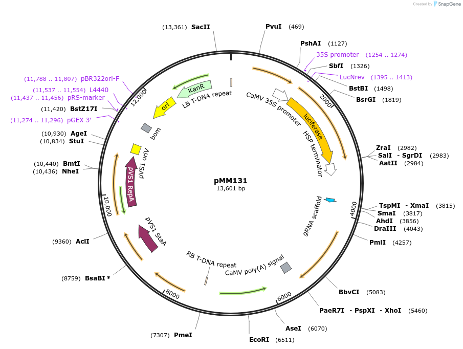 127214-plasmid-map-sequence-id-254523