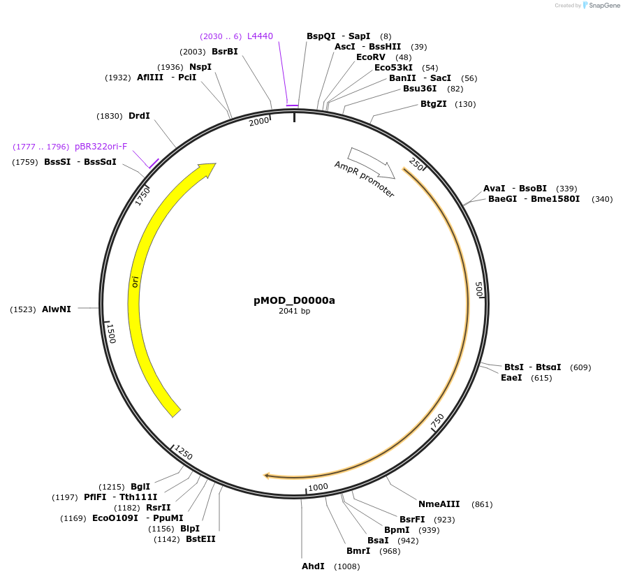 127230-plasmid-map-sequence-id-254524