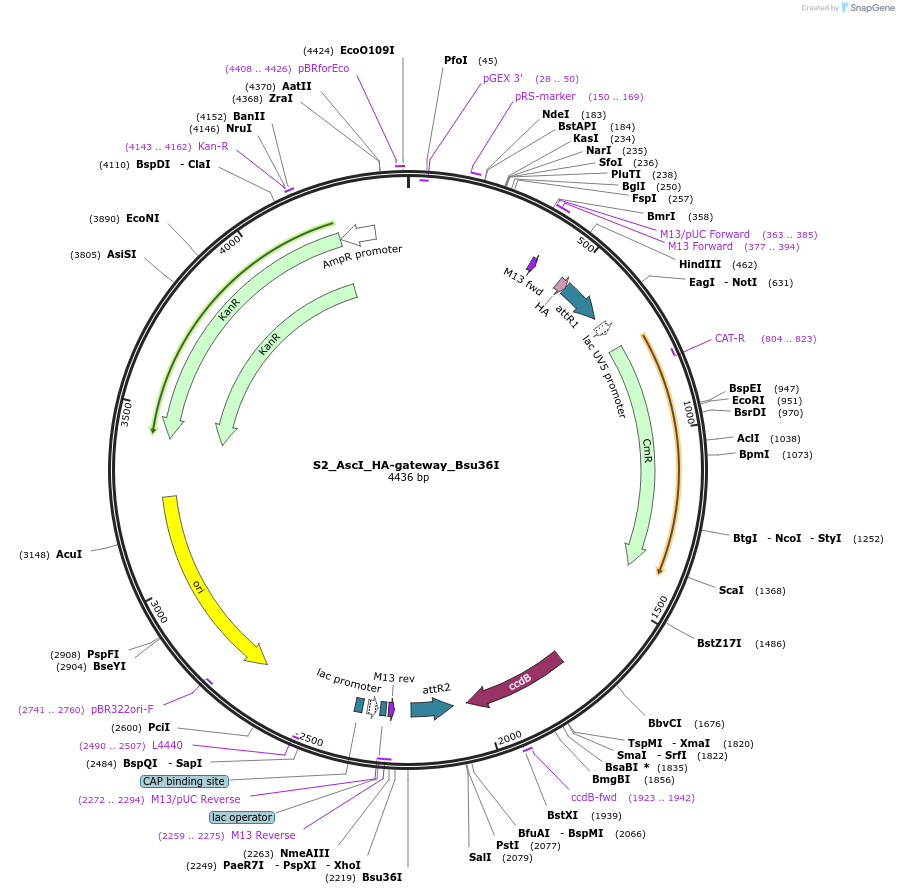 128468-plasmid-map-sequence-id-254526