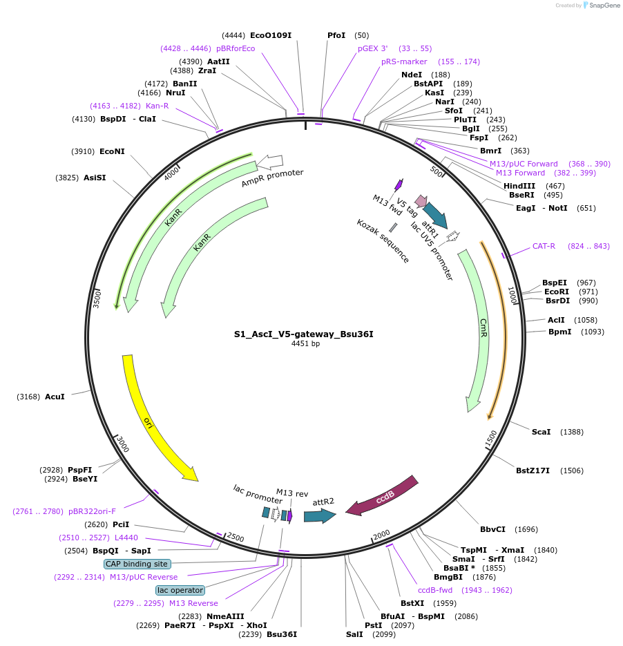 128467-plasmid-map-sequence-id-254527