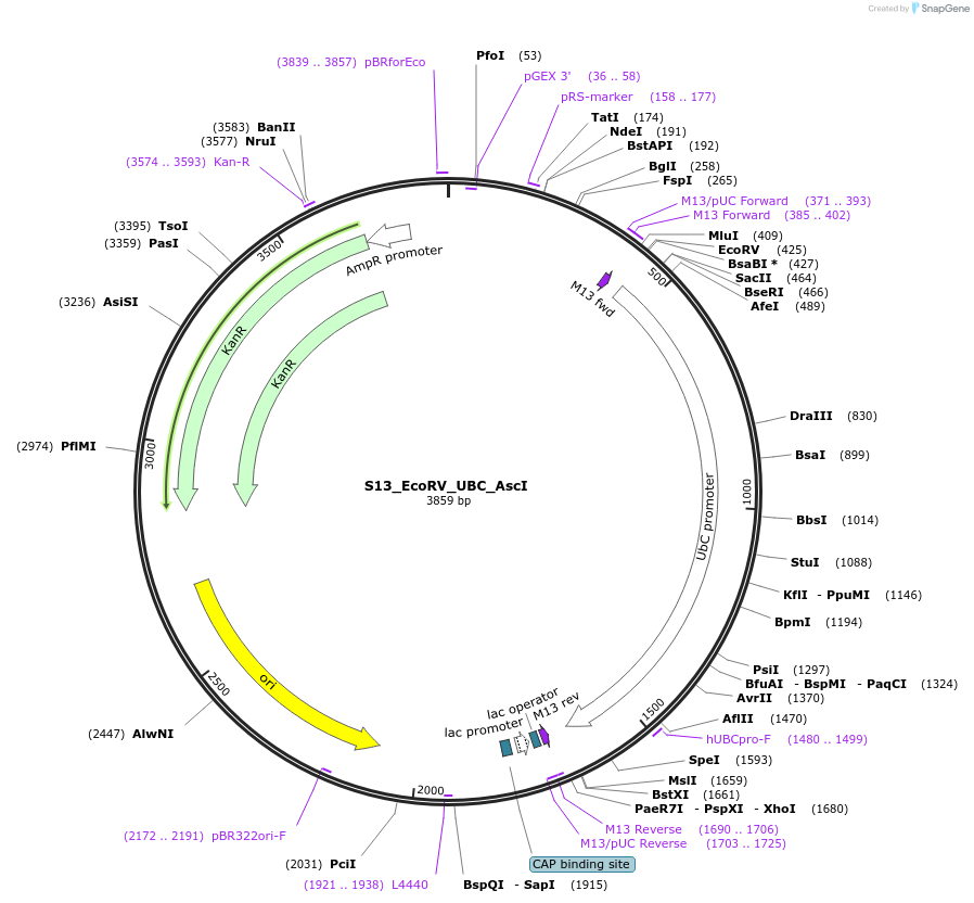 128477-plasmid-map-sequence-id-254528