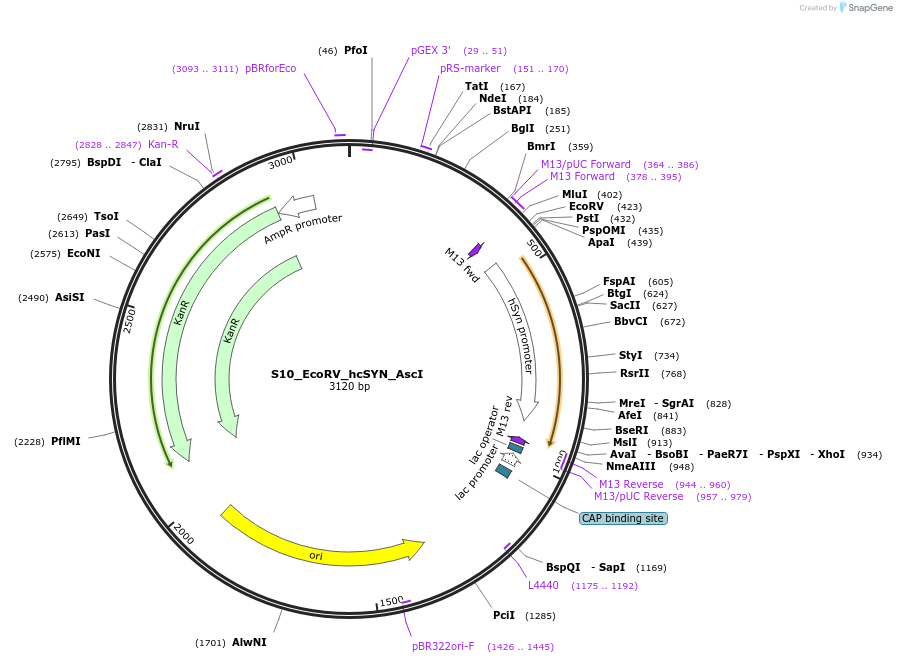 128474-plasmid-map-sequence-id-254529