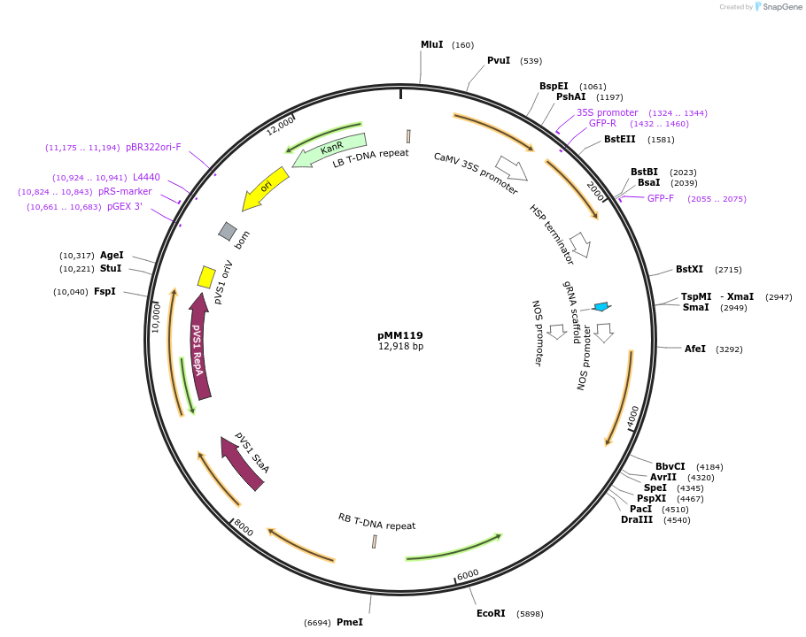 127213-plasmid-map-sequence-id-254534