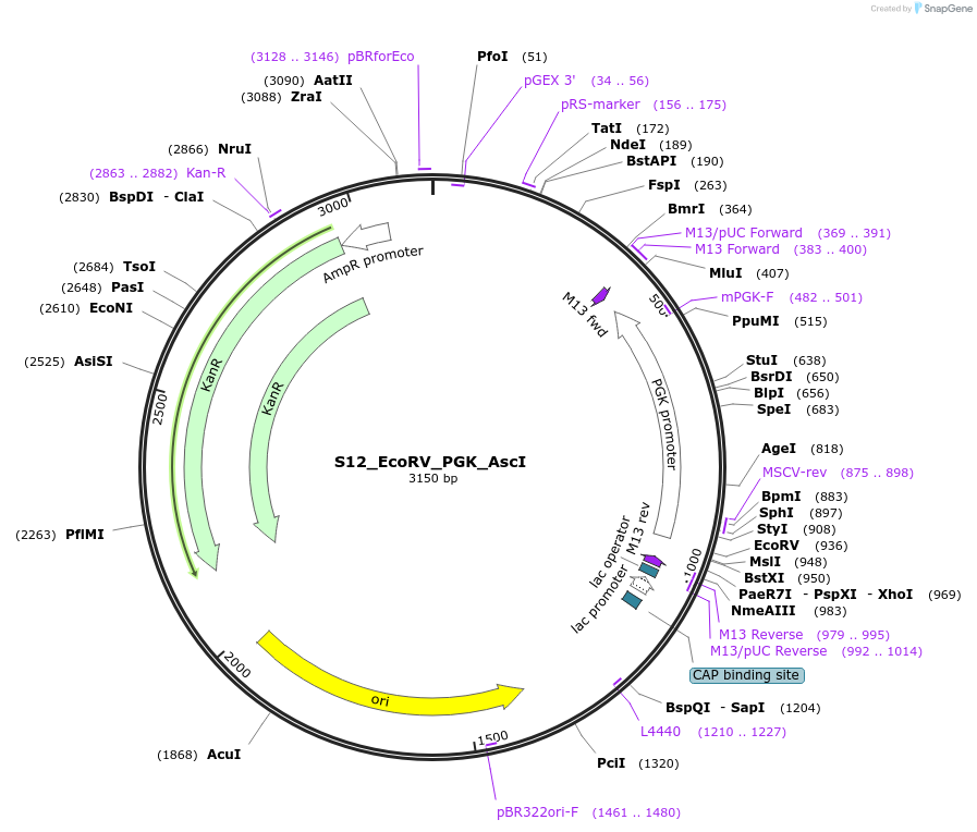 128476-plasmid-map-sequence-id-254542