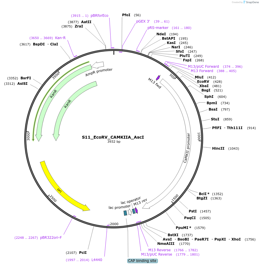 128475-plasmid-map-sequence-id-254543